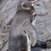penguin_galapagos_bar_v_0239_ecu1436.jpg